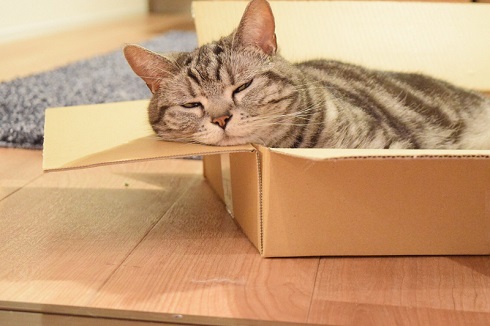 こまちさん おかゆちゃん 猫