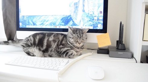 こまちさん おかゆちゃん 猫