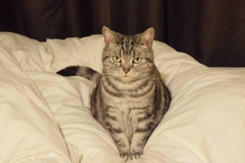 こまちさん おかゆちゃん 猫