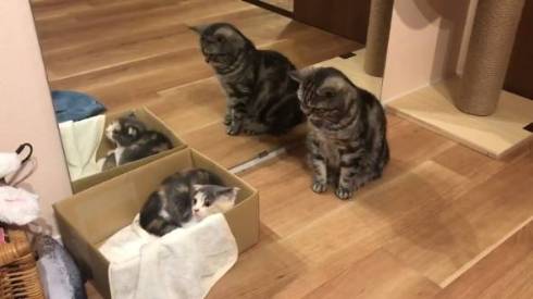 こまちさん おかゆちゃん 猫