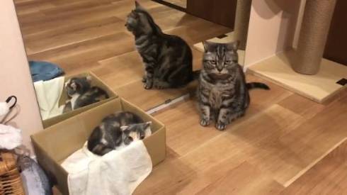 こまちさん おかゆちゃん 猫