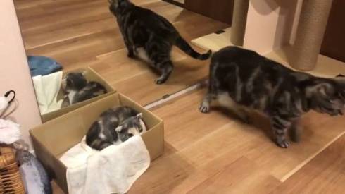 こまちさん おかゆちゃん 猫