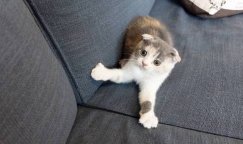 こまちさん おかゆちゃん 猫