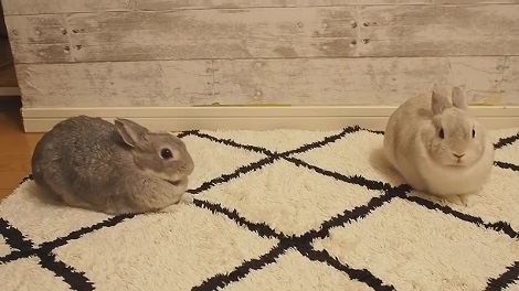 ウサギ