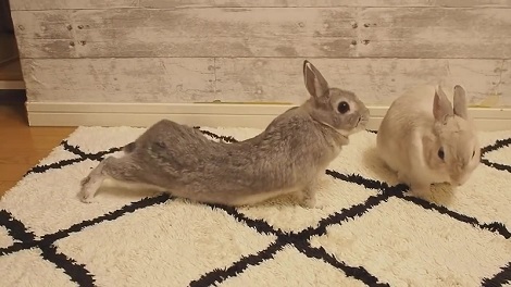 伸びをするうさぎさん