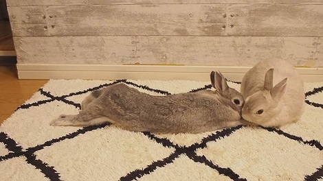 伸びをするうさぎさん