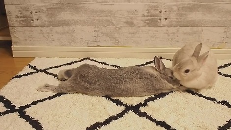 伸びをするうさぎさん