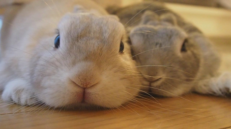 伸びをするうさぎさん