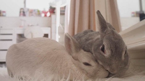 伸びをするうさぎさん