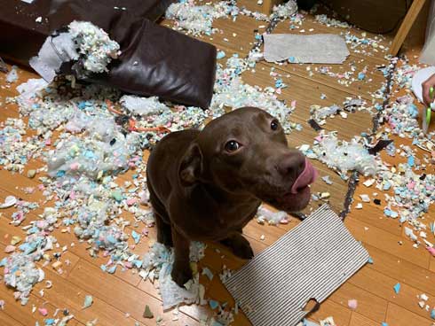 初めて サークル開放 留守番 失敗 犬 いたずら ドヤ顔