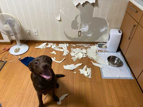 初めて サークル開放 留守番 失敗 犬 いたずら ドヤ顔