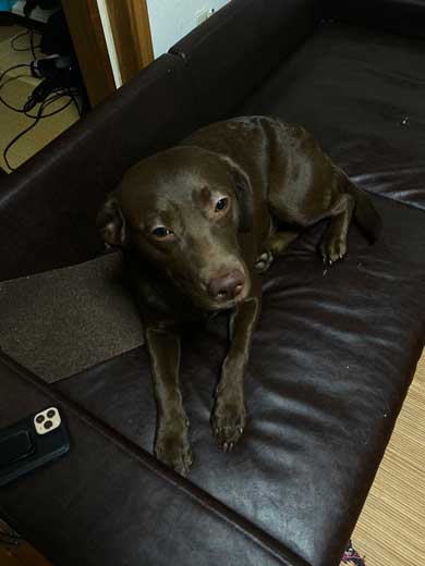 初めて サークル開放 留守番 失敗 犬 いたずら ドヤ顔