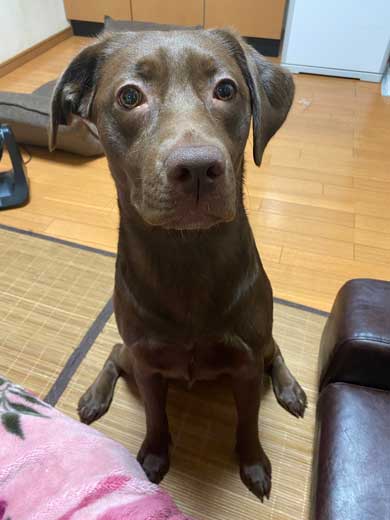 初めて サークル開放 留守番 失敗 犬 いたずら ドヤ顔