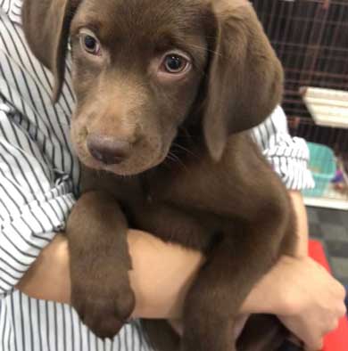 初めて サークル開放 留守番 失敗 犬 いたずら ドヤ顔