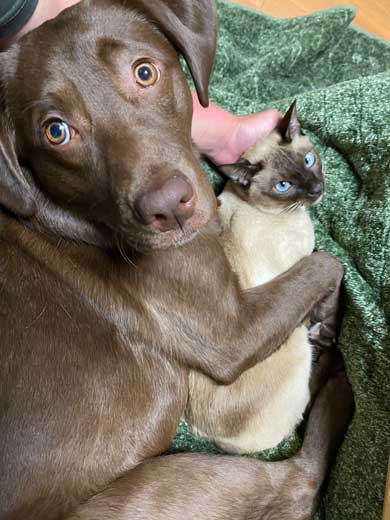 初めて サークル開放 留守番 失敗 犬 いたずら ドヤ顔