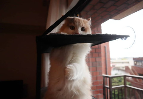 興奮気味のかりんちゃん