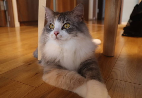 お鼻が赤いあやめちゃん