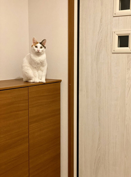 リアル招き猫カンナさん