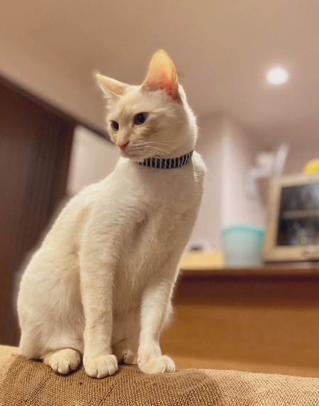 ミレットくん