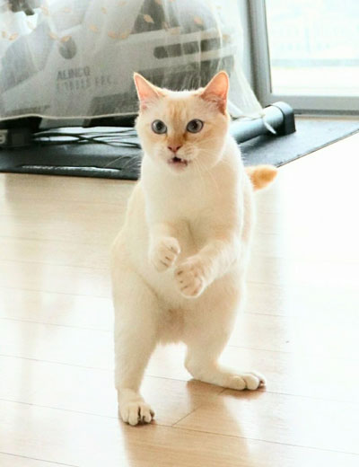 人間っぽいチャコくん