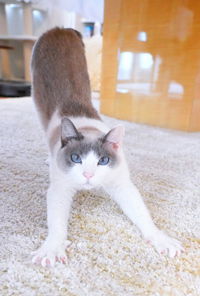 カメラ目線ストレッチ