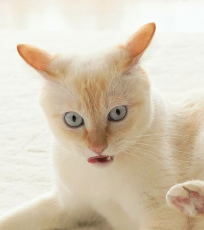 妖怪っぽいチャコくん