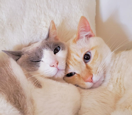 自撮りカップル感