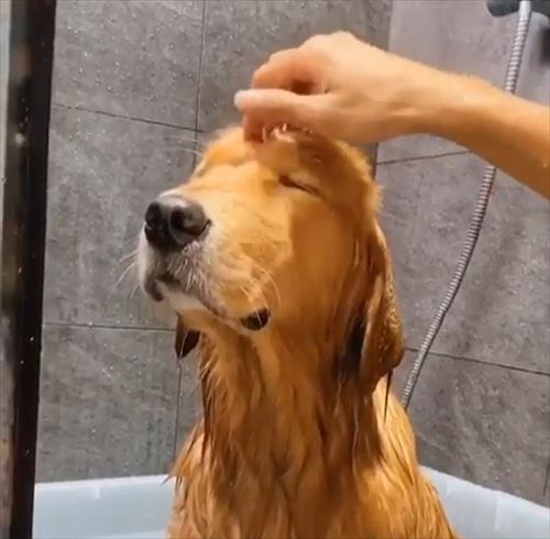 犬