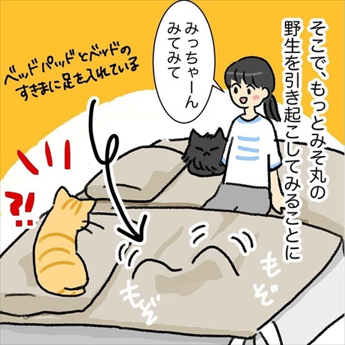 猫ちゃんの野生を引き出す方法