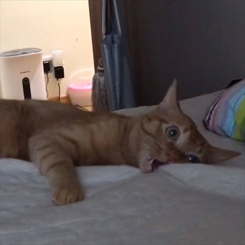 猫ちゃんの野生を引き出す方法