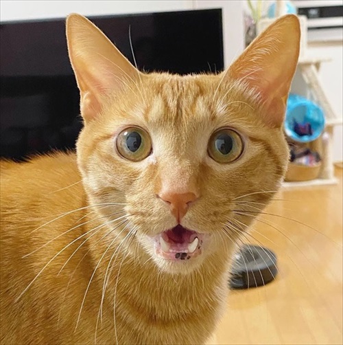 猫ちゃんの野生を引き出す方法