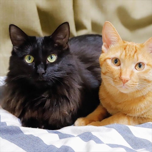 猫ちゃんの野生を引き出す方法