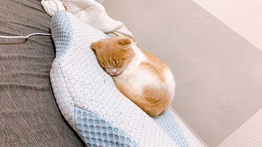 叶いまちぇんさん