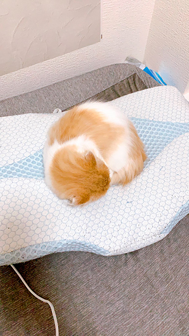 叶いまちぇんさん