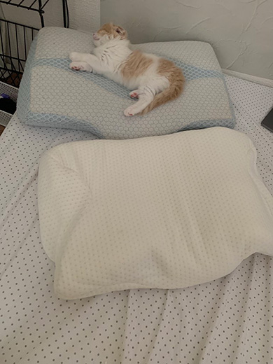 叶いまちぇんさん