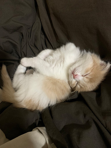 叶いまちぇんさん