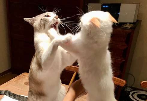 机けんか猫