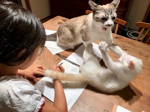 邪魔ねこ