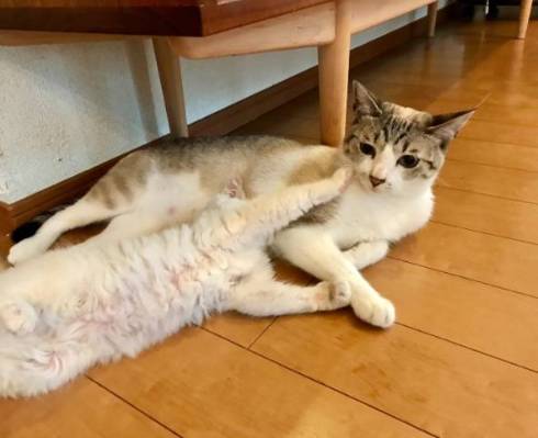 ういろう いなり 猫 お絵描き