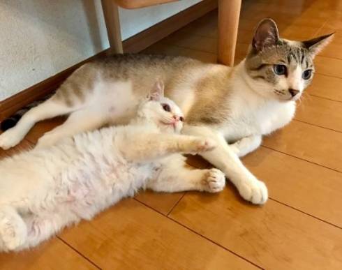 ういろう いなり 猫 お絵描き