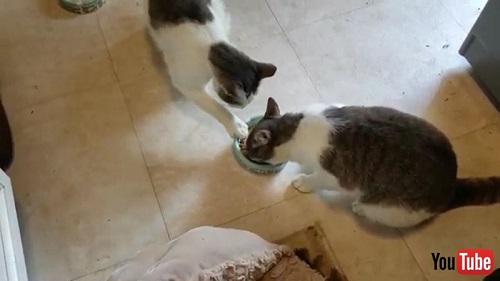 Two Cats Fight