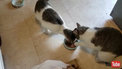 Two Cats Fight