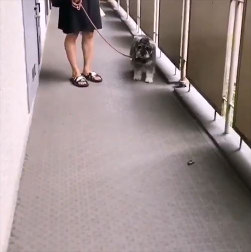 犬