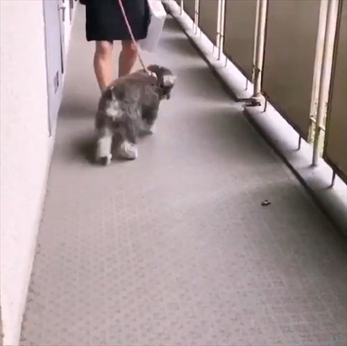 犬