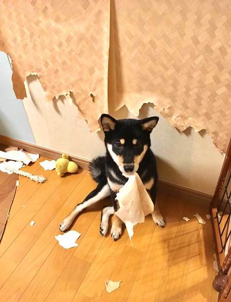 柴犬はいいですよ でも家を破壊します 黒柴 りつ すみ イタズラ 壁紙