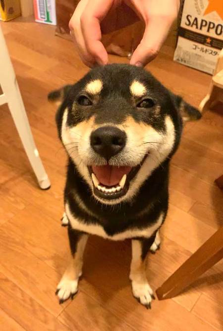 柴犬はいいですよ でも家を破壊します 黒柴 りつ すみ イタズラ 壁紙