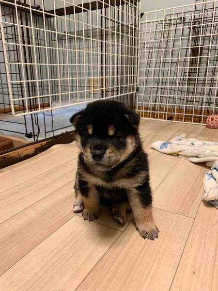 柴犬はいいですよ でも家を破壊します 黒柴 りつ すみ イタズラ 壁紙