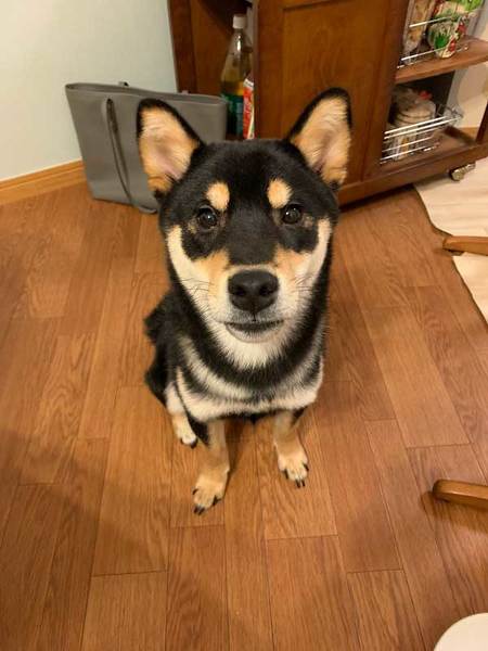 柴犬はいいですよ でも家を破壊します 黒柴 りつ すみ イタズラ 壁紙