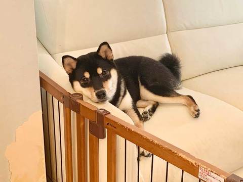 柴犬はいいですよ でも家を破壊します 黒柴 りつ すみ イタズラ 壁紙