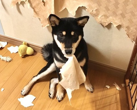 柴犬はいいですよ でも家を破壊します 黒柴 りつ すみ イタズラ 壁紙
